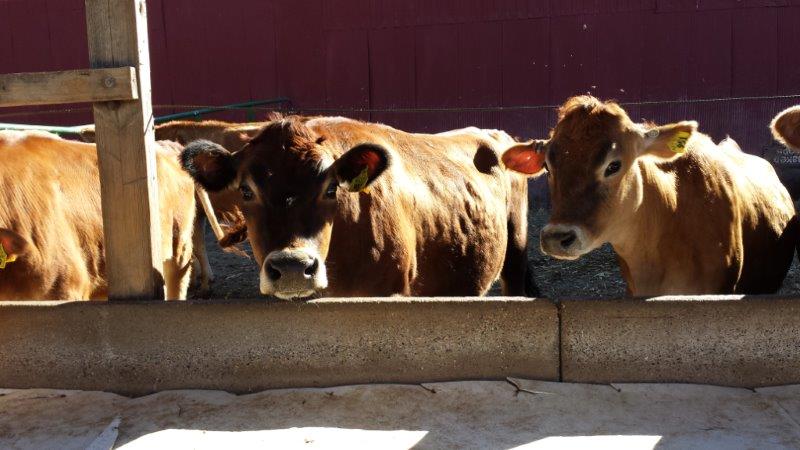 Beef - Jersey Steers - End of Lane