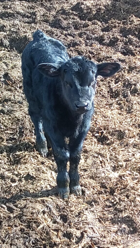 Beef - Angus Calf
