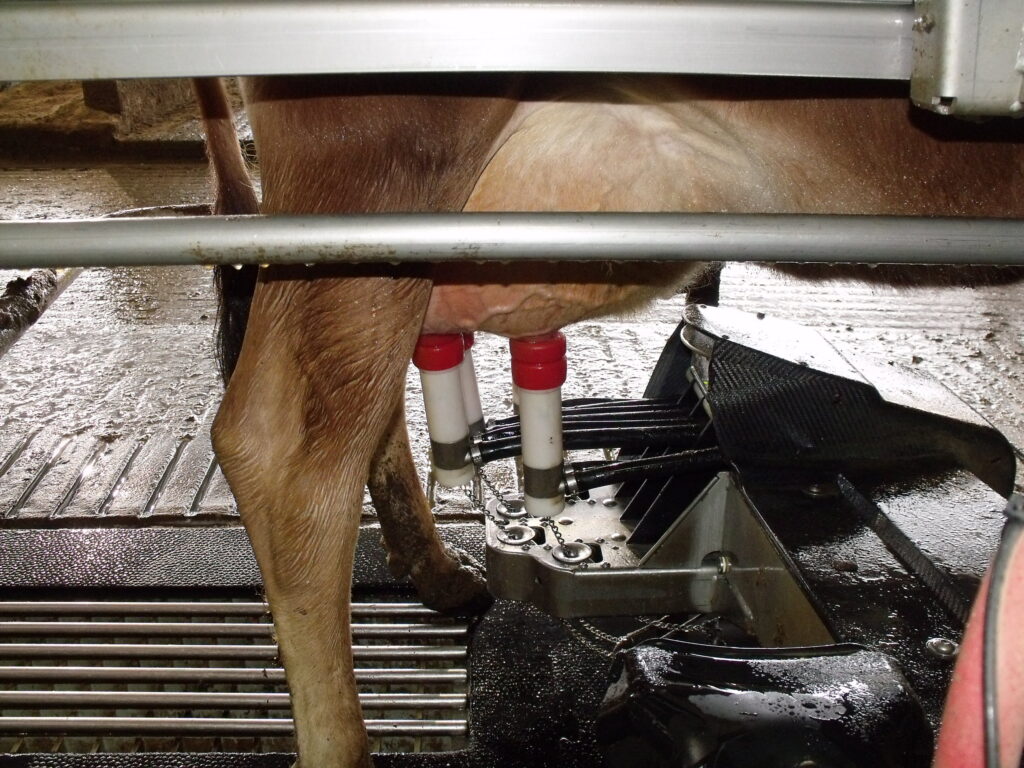 Dairy Robots attached