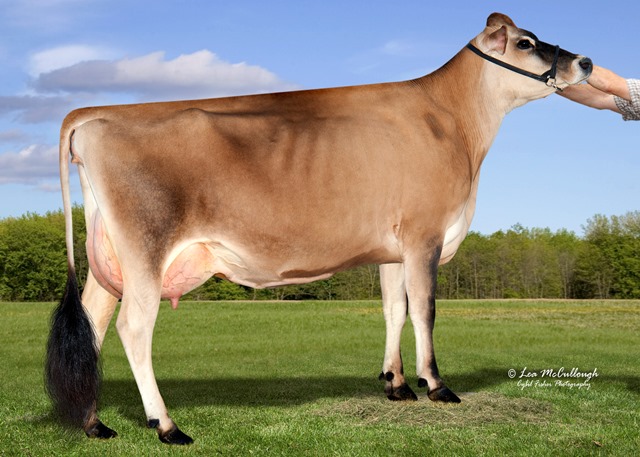 Cows - Hilmar Magnum