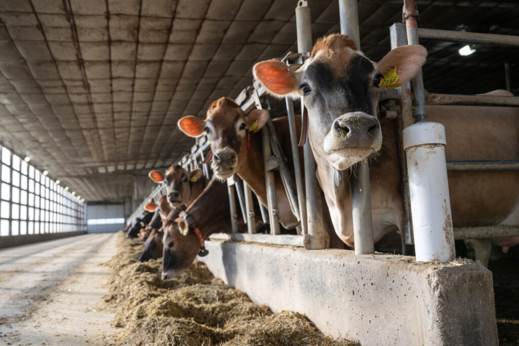 Dairy cows eating looking at camera