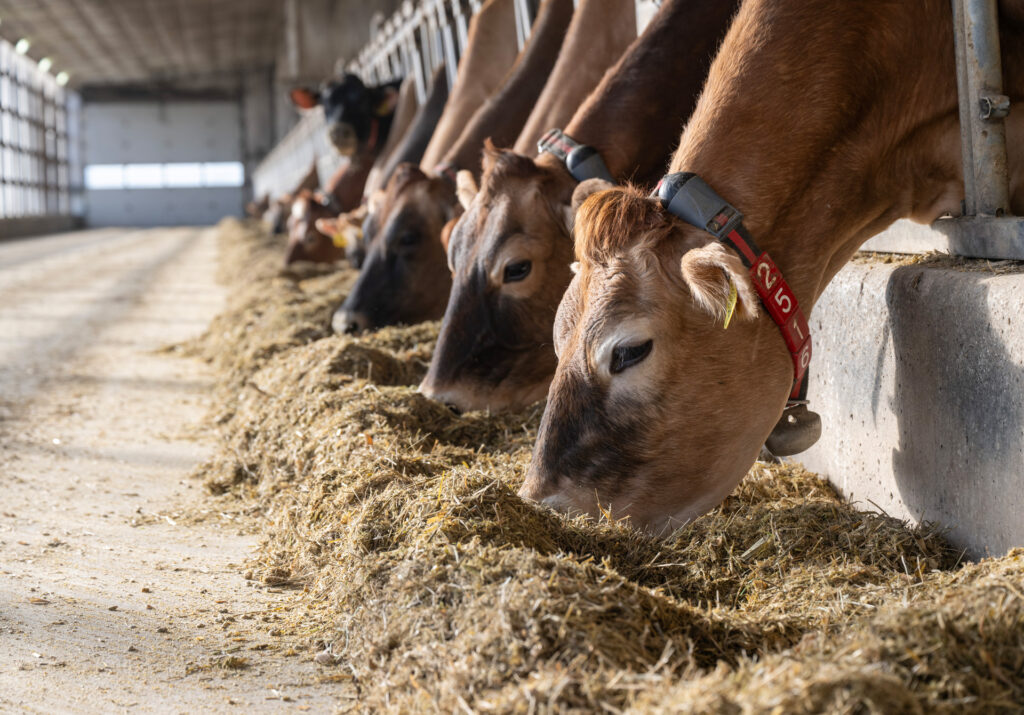 Dairy cows eating with noses in feed